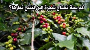 كم سنة تحتاج شجرة البن لتنتج ثمارها؟ معلومات شاملة عن إنتاج البن وأماكن نموه