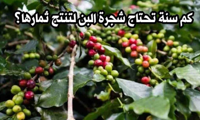 كم سنة تحتاج شجرة البن لتنتج ثمارها؟ معلومات شاملة عن إنتاج البن وأماكن نموه